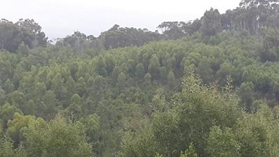 Workshop on invasive plants