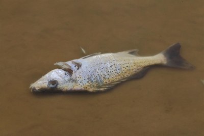 Warning: Don't eat dead, washed up fish