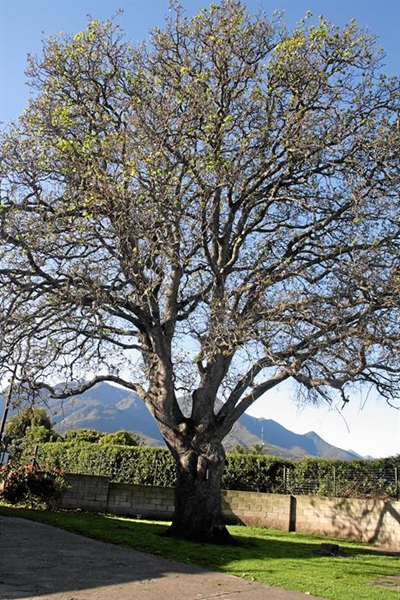 Afgesaagde boom 130 jaar oud