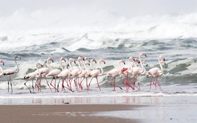 Flamingos return after a decade