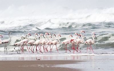 Flamingos return after a decade