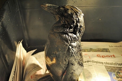 Update: Oiled birds on local beaches