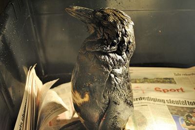 Update: Oiled birds on local beaches