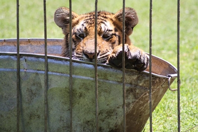 International Animal Week