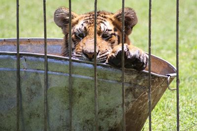 International Animal Week