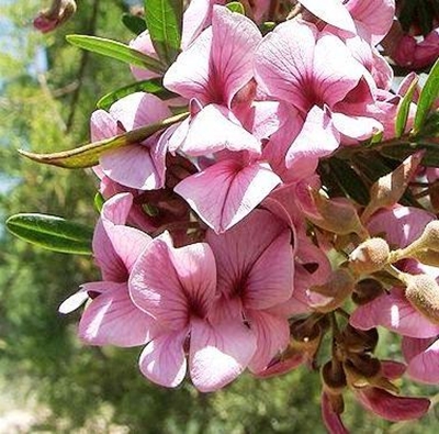 Large variety at Botanical Garden nursery sale