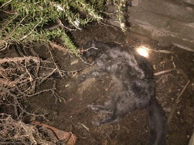 Kommer oor katsterftes in Mosselbaai