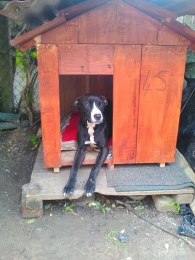 Many dogs sleep warmer