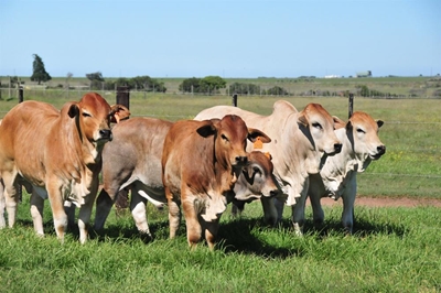 Boran excellent for Southern Cape and Karoo conditions