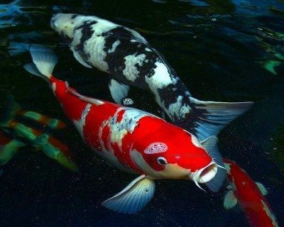 George hosts annual Koi Show