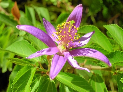Plant 'n boom vir die nageslag