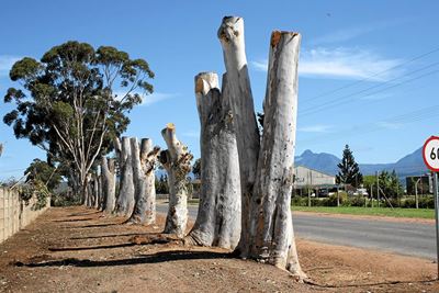 Opvolg: Bloekoms noodgedwonge gesnoei