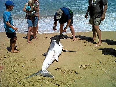 Opvolg: Hengelaar vang witdoodshaai