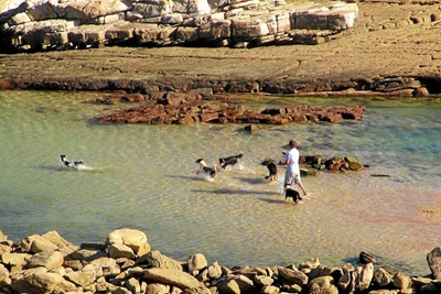 Geen honde toegelaat op strande