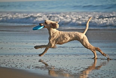Wat is jou mening oor honde op strande?