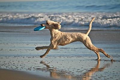 Wat is jou mening oor honde op strande?