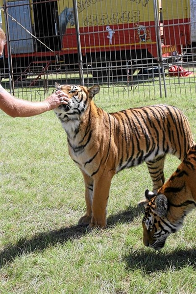 Big cats - up close and personal