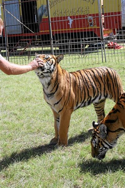 Big cats - up close and personal