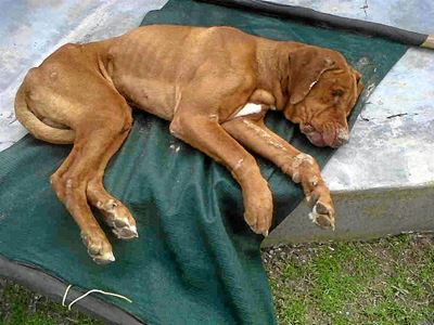 Update: Lost dog found near Preekstoel