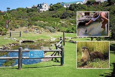Otter manewales gestop