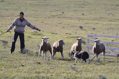 Agility and obedience at sheepdog trials