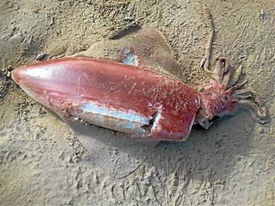 Tjokka langs strand gevind