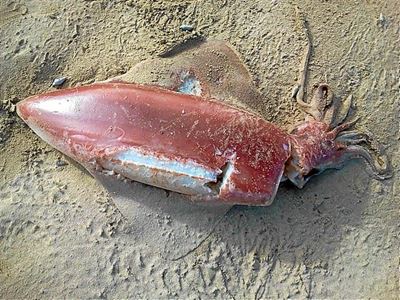 Tjokka langs strand gevind
