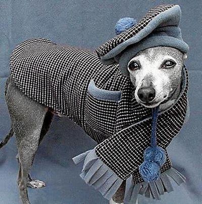 Dink aan jou troeteldiere hierdie winter