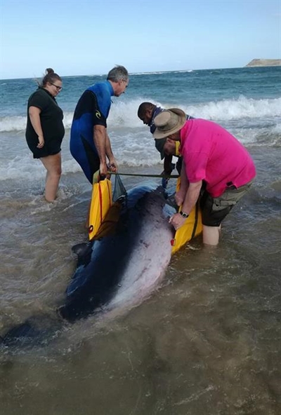 Walvis kry menslike hulp tydens stranding
