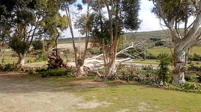 Opvolg: Wind ontwortel ou boom