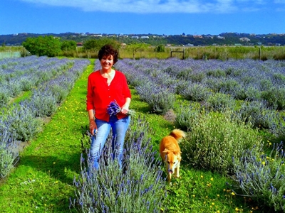Lavender field charms hikers, birds and bees