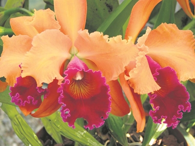 Let Orchid Show dazzle your senses