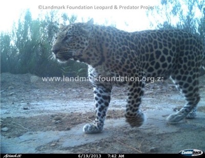 Local leopard is lekker