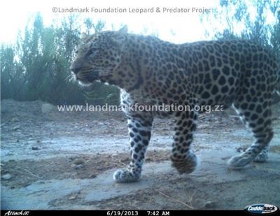 Local leopard is lekker