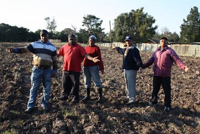 No grazeful exit for hungry cows
