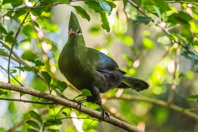 Immense biodiversity in GRNP