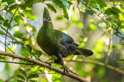Immense biodiversity in GRNP