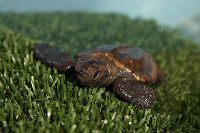Endangered baby turtles washing up