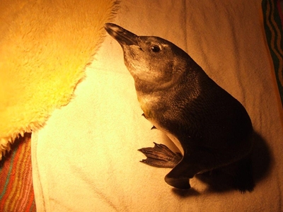 Update: Penguins in distress