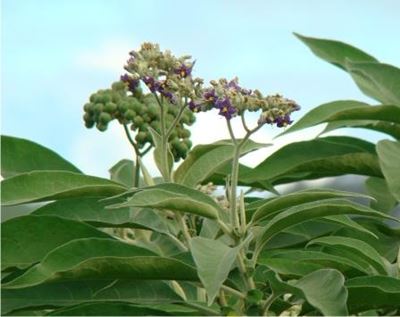 Leerders pak onkruid in Botaniese Tuin