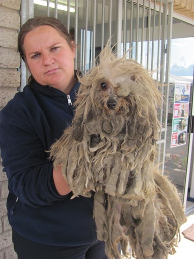 Abused 'Marley' needs loving home