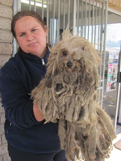 Abused 'Marley' needs loving home