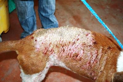 Mange not always treatable