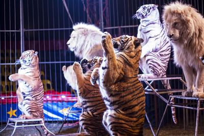 The circus is in town
