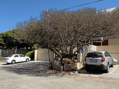 200-year-old milkwood 'dying'