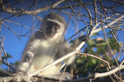 Monkey business in Fraaiuitsig