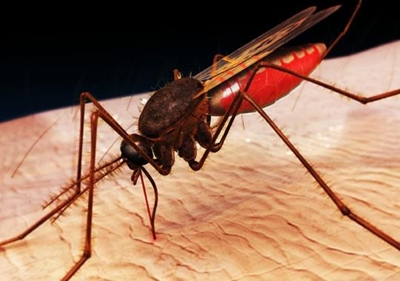 Be aware of Malaria