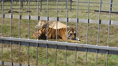 Anti-circus activists to demonstrate