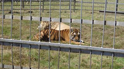 Anti-circus activists to demonstrate