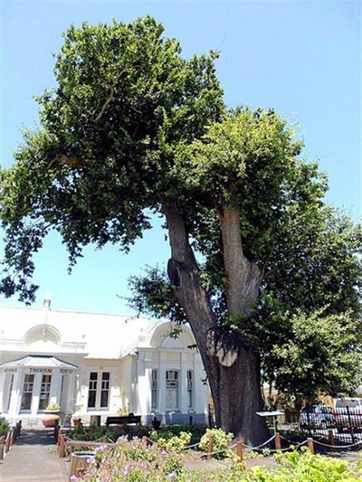 Tree register for George